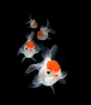 Goldfish On Black Background Stock Photo