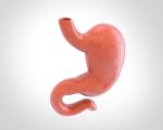 Human Stomach 3d Illustration In Digital Background Stock Photo