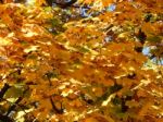 Texture Of The Autumn Foliage Of Trees  Stock Photo