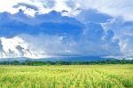 Landscape Of Corn Field And Local Road With The Sunset  Stock Photo