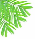 Palm Leaf Isolated On White Background Stock Photo