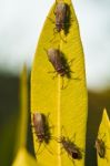 Red Bugs (lygaeus Equestris) On A Plant Stock Photo