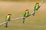 Chestnut-headed Bee-eater Stock Photo