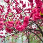 Peach Trees Blossoming Stock Photo