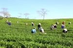 Dalat, Vietnam, July 30, 2016: A Group Of Farmers Picking Tea On A Summer Afternoon In Cau Dat Tea Plantation, Da Lat, Vietnam Stock Photo