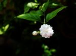 Jasmine Flowers Stock Photo