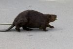 Isolated Photo Of A Canadian Beaver Walking Across The Road Stock Photo