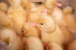 Poultry Farm. Ducklings Stock Photo