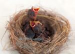 Baby Birds In A Nest Stock Photo