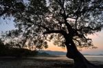 Silhouette Of Tree Sunset Stock Photo