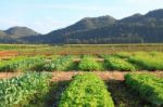 Lettuce Farm Near Mountain Stock Photo