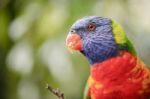 Rainbow Lorikeet Stock Photo