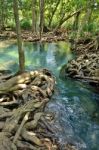 Mangrove Forests Stock Photo