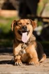 Domestic Dog Stock Photo