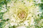 White Green Ornamental Cabbage Close Up Stock Photo