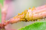 Aphids On The Flower Stock Photo