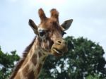 Giraffe Stock Photo