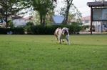 White Bulldog Run On The Grass Stock Photo