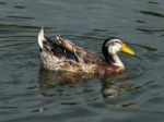 Male Mallard (anas Platyrhynchos) Stock Photo