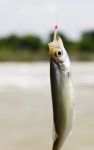 Fish On A Hook Stock Photo