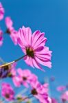 Pink Cosmea Flowers Stock Photo