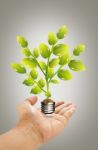 Hand Holding Eco Bulb Stock Photo