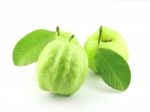 Fresh Guava Stock Photo