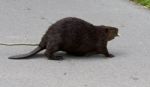 Beautiful Photo Of A North American Beaver On The Road Stock Photo