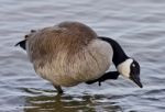 Beautiful Isolated Photo Of A Funny Canada Goose In The Lake Stock Photo