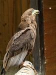 Bateleur Eagle Trying To Catch A Feather Stock Photo