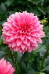 Magnificent Pink Dahlia Stock Photo