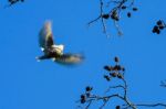 Siskin (carduelis Spinus) In Flight At Fowlmere Nature Reserve Stock Photo