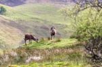 Red Deer (cervus Elaphus) Stock Photo