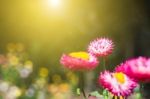 Soft Focus Flower Background When Sunrise In The Morning Stock Photo