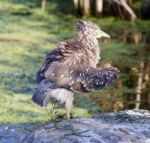 Beautiful Image With A Funny Black-crowned Night Heron Shaking Her Feathers On A Rock Stock Photo