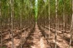 Eucalyptus Trees Stock Photo