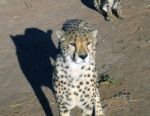 Cheetah In Namibia Stock Photo