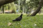 A Dove In The Park Stock Photo