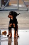 Domestic Dog On Pool Stock Photo