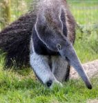 Giant Anteater (myrmecophaga Triductyla) Stock Photo