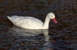 Coscoroba Swan Coscoroba Coscoroba Stock Photo