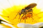 Balloon Fly (empis Tessellata) Stock Photo