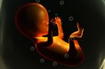 Human Fetus Stock Photo