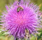 Thistle And Bees Stock Photo