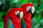 Parrots Stock Photo