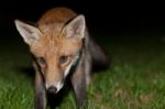 Wild Red Fox Stock Photo