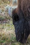 American Bison (bison Bison) Grazing In Yellowstone Stock Photo