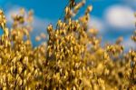 Oat Field Stock Photo