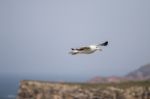 Seagull Flying Near The Coast Stock Photo