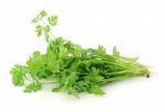 Raw Coriander Leaves Stock Photo